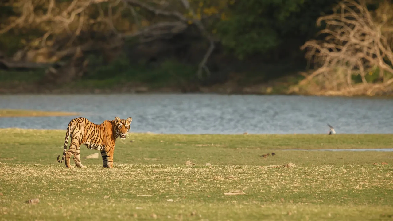 How to Reach Jim Corbett National Park