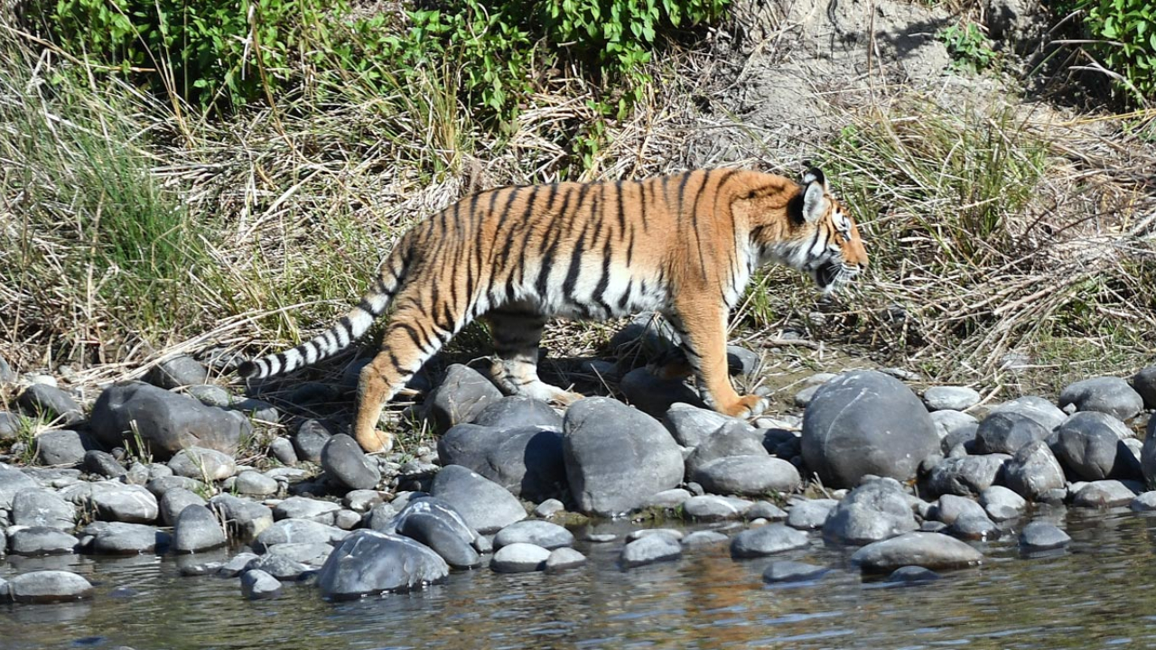 Dhikala Forest Zone Booking in Jim Corbett National Park