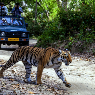Corbett Tiger Tour Package