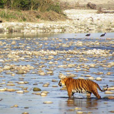 Delhi to Corbett Weekend Tour